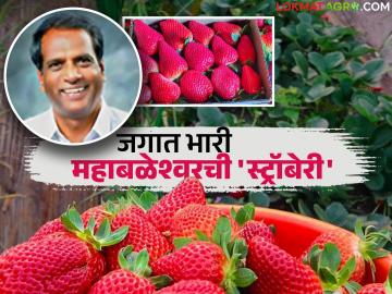 महाबळेश्वरच्या लालचुटूक स्ट्रॉबेरीला जागतिक ओळख मिळवून देणारा अवलिया शेतकरी 'किसन भिलारे' - Marathi News | 'Kisan Bhilare', the farmer who brought global recognition to Mahabaleshwar's coveted strawberries | Latest News at Lokmat.com