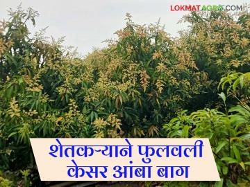 Mango Crop: अतिधन पद्धतीने आंब्याचे मिळणार चांगले उत्पादन कसे ते वाचा सविस्तर - Marathi News | Mango Crop: Read in detail how to get good mango yield using Atidhan method | Latest News at Lokmat.com