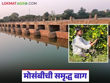 Farmer Success Story : कोरडवाहू शेतातून मोसंबीची सोनं देणारी बाग; तरुण शेतकऱ्याची यशोगाथा - Marathi News | latest news Farmer Success Story: A golden garden of citrus fruits from a dry land; A young farmer's success story | Latest News at Lokmat.com
