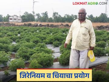 गवत उगवणाऱ्या माळावर वयाच्या ७८ व्या वर्षी मोतीराम गुरुजींनी फुलवली शेती - Marathi News | Motiram Guruji flourished agriculture at the age of 78 on a grass growing barren land | Latest News at Lokmat.com