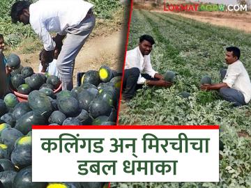 जिद्दी शेतकरी राहुलने टँकरच्या पाण्यावर अर्ध्या एकरात विकली अडीच लाखांची कलिंगडे; वाचा सविस्तर - Marathi News | Stubborn farmer Rahul sells watermelons worth 2.5 lakhs in half an acre grow on tanker water; Read in detail | Latest News at Lokmat.com
