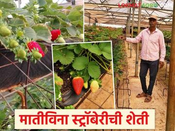 ना कोणते खत, ना माती तरीही पिकतेय दर्जेदार लालचुटुक स्ट्रॉबेरी; वाचा संपतरावांच्या शेतीची कहाणी - Marathi News | No fertilizer, no soil, yet quality, luscious strawberries are grown; Read the story of Sampatrao's farm | Latest success-story News at Lokmat.com