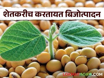 Soybean Seed Production : दर्जेदार सोयाबीन बियाणे उत्पादनाचा 'शिगाव पॅटर्न' - Marathi News | Soybean Seed Production: The 'Shigaon Pattern' of Quality Soybean Seed Production | Latest News at Lokmat.com