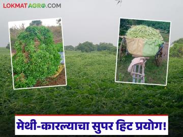 Farmer Success Story : मेथी व कारल्याची स्मार्ट शेती; नियोजनबद्ध शेतीतून 'लाखो'ची कमाई वाचा सविस्तर - Marathi News | latest news Farmer Success Story: Smart farming of fenugreek and bitter gourd; Earning millions from planned farming | Latest News at Lokmat.com