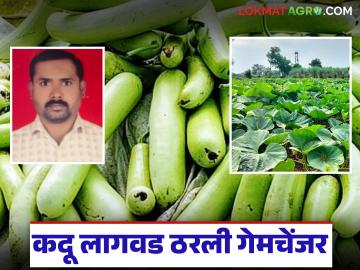 Farmer Success Story : पपईने रडवलं, कदूने हसवलं; अर्धापूरच्या शेतकऱ्याची ५० गुंठ्यातून लाखोंची कमाई - Marathi News | latest news Farmer Success Story: Papaya made me cry, pumpkin made me laugh; Ardhapur farmer earns lakhs from 50 gunthas | Latest News at Lokmat.com Farmer Success Story : पपईने रडवलं, कदूने हसवलं; अर्धापूरच्या शेतकऱ्याची ५० गुंठ्यातून लाखोंची कमाई - Marathi News | latest news Farmer Success Story: Papaya made me cry, pumpkin made me laugh; Ardhapur farmer earns lakhs from 50 gunthas | Latest News at Lokmat.com