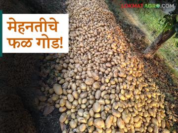 Farmer Success Story : सोयाबीननंतर बटाट्याची कमाल; तीन महिन्यांत २ लाखांची कमाई वाचा सविस्तर - Marathi News | latest news Farmer Success Story: Potato is the highest after soybean; Earning Rs 2 lakh in three months Read in detail | Latest News at Lokmat.com