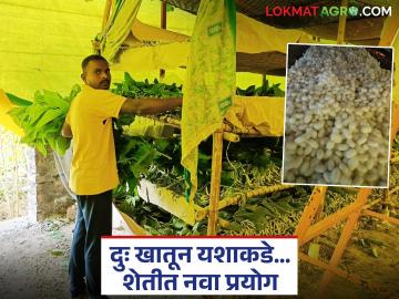 Farmer Success Story : नैराश्याला हरवून… खोपडी गावच्या रामने शेतीत लिहिली नवी यशोगाथा - Marathi News | latest news Farmer Success Story: Overcoming depression… Ram of Khopadi village writes a new success story in farming | Latest News at Lokmat.com