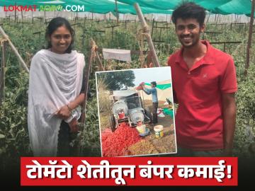 Farmer Success Story : १० गुंठ्यातून लाखोंची कमाई; युवा शेतकरी दाम्पत्याचा टोमॅटो सीड्सचा यशस्वी प्रयोग - Marathi News | latest news Farmer Success Story: Earning lakhs from 10 Gunthas; Young farmer couple's successful experiment with tomato seeds | Latest success-story News at Lokmat.com