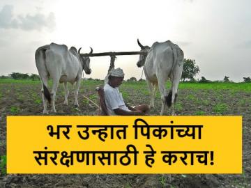 उन्हाळी हंगामात पिकांची नेमकी कशी आणि काय काळजी घ्यावी, वाचा सविस्तर - Marathi News | Latest News How and what to take care of crops in summer season, read in detail | Latest News at Lokmat.com उन्हाळी हंगामात पिकांची नेमकी कशी आणि काय काळजी घ्यावी, वाचा सविस्तर - Marathi News | Latest News How and what to take care of crops in summer season, read in detail | Latest News at Lokmat.com