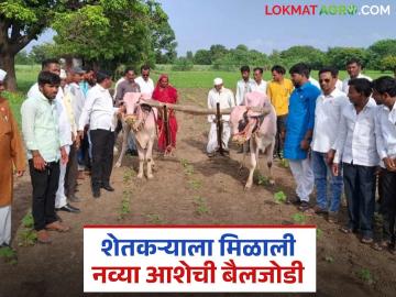 शेतकऱ्याच्या संघर्षाला सलाम! संघटनेने दिली बैलजोडी; खांद्यावरील जू झाला हलका वाचा सविस्तर - Marathi News | latest news Salute to the farmer's struggle! The organization gave a pair of bullocks, the yoke on his shoulders became lighter read in details | Latest News at Lokmat.com