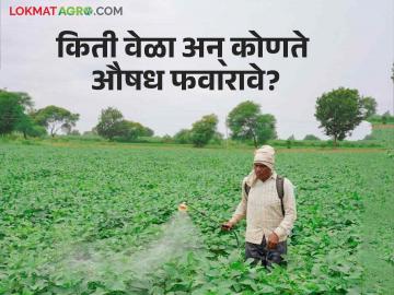 Crops on Pests, Caterpillars : शेतकरी पिकांवर कीड, अळ्यांच्या प्रादुर्भावाने चिंताग्रस्त - Marathi News | Crops on Pests, Caterpillars : Farmers worried about pests, caterpillars on crops | Latest News at Lokmat.com