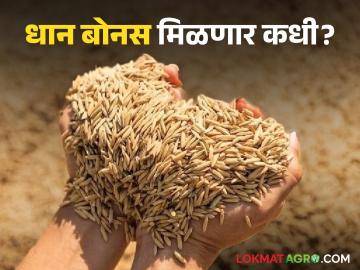 शेतकरी धान बोनसच्या प्रतीक्षेत; शेतकऱ्यांना दिवाळी अंधारात जाण्याची भीती - Marathi News | Farmers are waiting for paddy bonus; Farmers fear going into Diwali darkness | Latest News at Lokmat.com शेतकरी धान बोनसच्या प्रतीक्षेत; शेतकऱ्यांना दिवाळी अंधारात जाण्याची भीती - Marathi News | Farmers are waiting for paddy bonus; Farmers fear going into Diwali darkness | Latest News at Lokmat.com