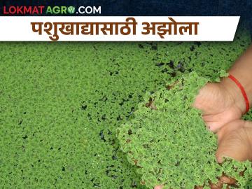 कमी खर्चातील पशुखाद्य अझोला कसा तयार कराल? - Marathi News | How to make low cost animal feed Azolla? | Latest News at Lokmat.com