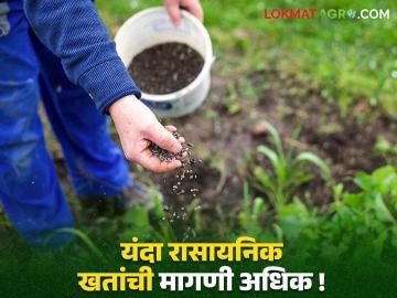 Rabi Season 2024 : यंदा जिल्ह्यात रब्बी हंगामाचे क्षेत्रात वाढ; किती मेट्रिक टन खतांचा होणार पुरवठा वाचा सविस्तर - Marathi News | Rabi Season 2024 : Increase in Rabi season area in the district this year read in detail | Latest News at Lokmat.com
