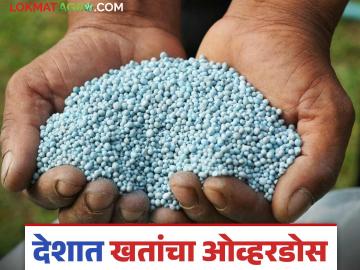 खतांच्या वापरात पाचपट वाढ; किती खते वापरतोय आपण? वाचा सविस्तर - Marathi News | Five time increase in fertilizer use; How much fertilizer are we using? Read in detail | Latest News at Lokmat.com