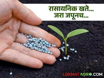 Soil Testing Report माती तपासणीच्या अहवालानुसारच वापरा रासायनिक खते - Marathi News | Use chemical fertilizers as per soil testing report | Latest News at Lokmat.com Soil Testing Report माती तपासणीच्या अहवालानुसारच वापरा रासायनिक खते - Marathi News | Use chemical fertilizers as per soil testing report | Latest News at Lokmat.com