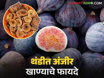 थंडीच्या दिवसात आरोग्याच्या अनेक तक्रारी दूर करतंय 'हे' एक फळ; जाणून घ्या सविस्तर - Marathi News | This fruit cures many health problems during cold days; Know in detail | Latest News at Lokmat.com थंडीच्या दिवसात आरोग्याच्या अनेक तक्रारी दूर करतंय 'हे' एक फळ; जाणून घ्या सविस्तर - Marathi News | This fruit cures many health problems during cold days; Know in detail | Latest News at Lokmat.com