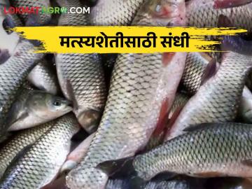Fishery खोल समुद्रातील मासेमारी संकटात, मग मत्स्यशेती करा - Marathi News | Fishery; Deep sea fishing in crisis, then fish farming is good option | Latest News at Lokmat.com Fishery खोल समुद्रातील मासेमारी संकटात, मग मत्स्यशेती करा - Marathi News | Fishery; Deep sea fishing in crisis, then fish farming is good option | Latest News at Lokmat.com