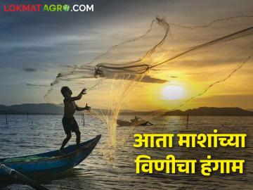 Fish Breeding : आता माशांच्या विणीचा हंगाम, या काळात मासे पकडायचे नसतात, कारण.... - Marathi News | Latest news Now there is no need to catch fish during fish breeding season see details | Latest News at Lokmat.com Fish Breeding : आता माशांच्या विणीचा हंगाम, या काळात मासे पकडायचे नसतात, कारण.... - Marathi News | Latest news Now there is no need to catch fish during fish breeding season see details | Latest News at Lokmat.com