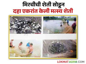 Fish Farming : मिरचीची शेती सोडून 10 एकरांत सुरू केली मत्स्य शेती, नागपूरच्या शेतकऱ्याची यशोगाथा  - Marathi News | latest News Leaving chilli farming and starting fish farming in 10 acres success story of Nagpur farmer  | Latest News at Lokmat.com