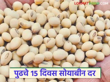 Soyabean Market : जानेवारी महिन्याचे पुढील पंधरा दिवस सोयाबीनचे दर कसे राहतील? वाचा सविस्तर 