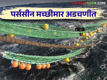 Fishing Ban : राज्यात सागरी जिल्ह्यांतील पर्ससीन नेट फिशिंगवर निर्बंध - Marathi News | Fishing Ban: Ban on purse sein net fishing in maritime districts in the state | Latest News at Lokmat.com Fishing Ban : राज्यात सागरी जिल्ह्यांतील पर्ससीन नेट फिशिंगवर निर्बंध - Marathi News | Fishing Ban: Ban on purse sein net fishing in maritime districts in the state | Latest News at Lokmat.com