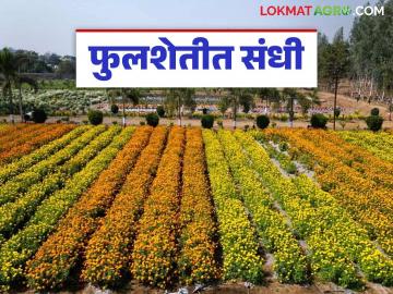 Floriculture : फुलांच्या नवीन संशोधनाला आला बहर; देणार भरघोस उत्पादन वाचा सविस्तर - Marathi News | Floriculture: latest news New research on flowers has come to fruition; Will yield bountiful harvests Read in detail | Latest News at Lokmat.com