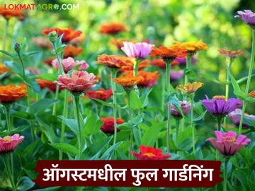 Flower Gardning : ऑगस्ट महिन्यात 'या' फुलांची लागवड करा, 'या' आहेत सोप्या टिप्स  - Marathi News | Latest news Flowers Gardening Plant these flowers in month of August, here are some simple tips | Latest News at Lokmat.com