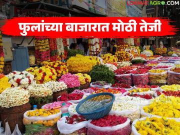 Flower Market : फुलांच्या बाजारात मोठी तेजी; मोगरा ९०० तर काकडा १२०० रुपये किलो - Marathi News | latest news Flower Market: Big boom in the flower market; Mogra Rs 900 and cucumber Rs 1200 per kg | Latest News at Lokmat.com
