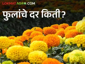Flower Market : फुलांचे दर कोसळले; काय आहे कारण वाचा सविस्तर - Marathi News | latest news Flower Market : Flower prices have collapsed; Read the reason in detail | Latest News at Lokmat.com