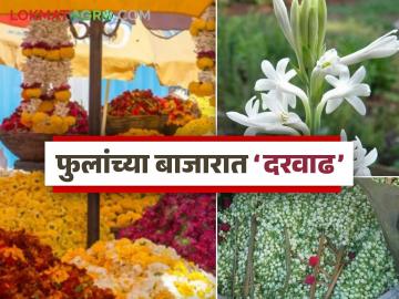 Flower Market : बाजारात फुलांची आवक घटली; कसे मिळाले दर वाचा सविस्तर - Marathi News | latest news Flower Market: Arrival of flowers in the market has decreased; Read in detail how the prices were obtained | Latest News at Lokmat.com Flower Market : बाजारात फुलांची आवक घटली; कसे मिळाले दर वाचा सविस्तर - Marathi News | latest news Flower Market: Arrival of flowers in the market has decreased; Read in detail how the prices were obtained | Latest News at Lokmat.com