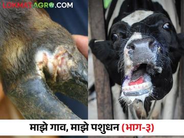लाळ खुरकुत रोगापासून जनावरांचे कसे कराल संरक्षण - Marathi News | How to protect animals from foot and mouth fmd disease | Latest News at Lokmat.com