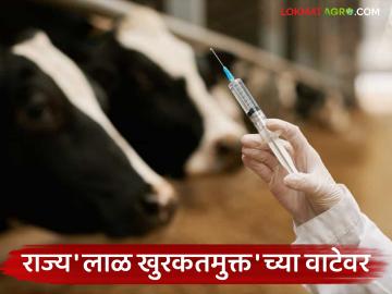 राज्यातून मांस निर्यात करण्यासाठी जनावरांना 'हे' लसीकरण महत्वाचे; १३ फेब्रुवारीपासून आठवी फेरी सुरु - Marathi News | 'this' vaccination of livestock is important for exporting meat from the state; Eighth round starts from February 1 | Latest News at Lokmat.com