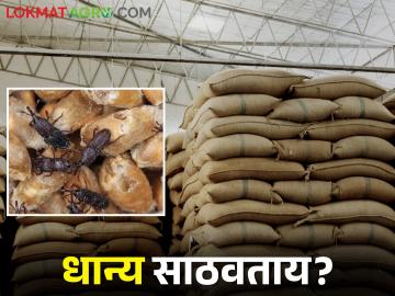 साठवणुकीत धान्याला किड लागतेय; धान्य संरक्षणासाठी सोप्या पद्धती कोणत्या? - Marathi News | In storage, food grain damage by pests; What are the easiest ways to protect food grain? | Latest News at Lokmat.com साठवणुकीत धान्याला किड लागतेय; धान्य संरक्षणासाठी सोप्या पद्धती कोणत्या? - Marathi News | In storage, food grain damage by pests; What are the easiest ways to protect food grain? | Latest News at Lokmat.com