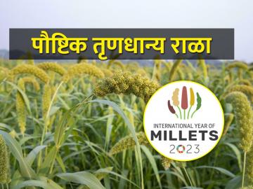 millet पौष्टिक तृणधान्य राळा पिकाची लागवड कशी करायची? - Marathi News | How to cultivate foxtail millet nutritious millet crop? | Latest News at Lokmat.com