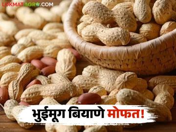 Free Groundnut Seeds : उन्हाळी हंगामात शेतकऱ्यांसाठी सुवर्णसंधी; १००% अनुदानावर भुईमूग बियाणे - Marathi News | latest news Free Groundnut Seeds: Golden opportunity for farmers in summer season; Groundnut seeds at 100% subsidy | Latest News at Lokmat.com