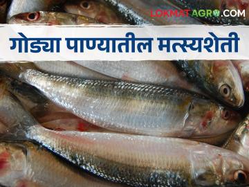 Fishery गोड्या पाण्यातील मत्स्यशेती करताय; कोणत्या जातीचे मासे आणाल? - Marathi News | If doing freshwater fish farming, what kind of fish varieties will you bring? | Latest agriculture News at Lokmat.com