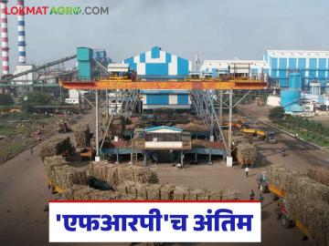 Sugarcane FRP 2024-25 : ऊस गाळपाबरोबरच साखर उताऱ्यालाही फटका; 'एफआरपी'च अंतिम दर ठरण्याची शक्यता - Marathi News | Sugarcane FRP 2024-25: Along with sugarcane crushing, sugar extraction also affected; 'FRP' is likely to be the final rate | Latest News at Lokmat.com