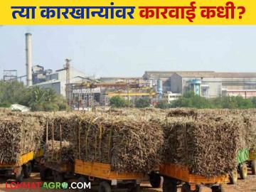 Sugarcane FRP : राज्यातील १९ कारखान्यांकडे एफआरपीचे १४२ कोटी थकीत - Marathi News | Sugarcane FRP: 19 factories in the state owe 142 crores of FRP | Latest News at Lokmat.com