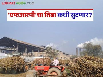 साखर कारखानदारांचे पहिल्या उचलीचे आकडे येण्यास सुरवात; फायनल किती रुपयांपर्यंत दर देणार? - Marathi News | Sugar factories first installment frp figures start coming in; How much will the final price be? | Latest News at Lokmat.com