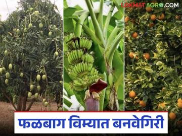 Bogus Fruit Insurance : फळबाग विम्यातही बोगसगिरी; 'या' शेतकऱ्यांचे अर्ज रद्द - Marathi News | Bogus Fruit Insurance: Bogus practices in orchard insurance too; Applications of 'these' farmers cancelled | Latest News at Lokmat.com
