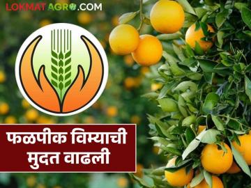 Pik Vima : संत्र्यासह 'या' फळपिकांची विमा मुदत वाढवली, आजच विमा उतरवून घ्या! - Marathi News | Latest news Insurance period of 'these' fruit crops including oranges has been extended, know the details | Latest News at Lokmat.com Pik Vima : संत्र्यासह 'या' फळपिकांची विमा मुदत वाढवली, आजच विमा उतरवून घ्या! - Marathi News | Latest news Insurance period of 'these' fruit crops including oranges has been extended, know the details | Latest News at Lokmat.com