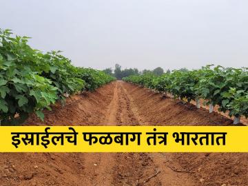 तेलंगानातील मुख्यमंत्र्यांच्या मित्राची ही फळबाग बघितली का? - Marathi News | Did you see this orchard of the friend of the Chief Minister of Telangana? | Latest News at Lokmat.com