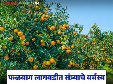 Fruit Orchard Cultivation : वाशिमच्या फळबागांवर संत्राचाच ताबा; विविधतेअभावी फळबाग विस्ताराला ब्रेक - Marathi News | latest news Fruit Orchard Cultivation: Oranges dominate Washim's orchards; Lack of diversity puts brakes on orchard expansion | Latest News at Lokmat.com