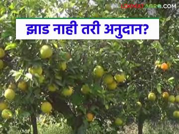 Fruit Orchard Subsidy : अनुदानात कोट्यवधींचा घोटाळा: शेतात झाड नाही, तरीही मिळाले लाखो रुपये! वाचा सविस्तर - Marathi News | latest news Fruit Orchard Subsidy : A scam worth crores in grants! There are no trees in the field, yet lakhs of rupees were received! | Latest News at Lokmat.com Fruit Orchard Subsidy : अनुदानात कोट्यवधींचा घोटाळा: शेतात झाड नाही, तरीही मिळाले लाखो रुपये! वाचा सविस्तर - Marathi News | latest news Fruit Orchard Subsidy : A scam worth crores in grants! There are no trees in the field, yet lakhs of rupees were received! | Latest News at Lokmat.com