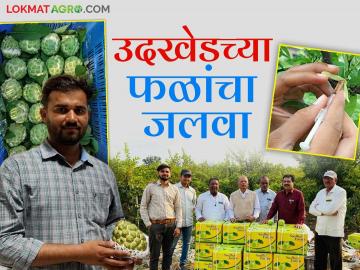 Farmer Success Story : उदखेडच्या फळांचा देशभरात डंका; उच्चशिक्षित तरुणाने नवतंत्राच्या साथीने केली जंबो फळांची किमया वाचा सविस्तर - Marathi News | Farmer Success Story: latest news Udkhed fruits are popular all over the country; Highly educated youth created the alchemy of jumbo fruits with the help of Navtantra. Read in detail | Latest News at Lokmat.com