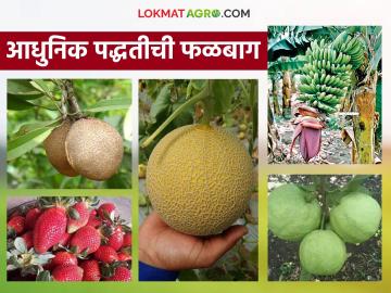 Falbag Lagvad: 'या' जिल्ह्यात फळबाग लागवड वाढली; शेतकऱ्यांना मिळतेय भरघोस उत्पन्न वाचा सविस्तर - Marathi News | Falbag Lagvad: latest news Fruit orchard cultivation has increased in 'this' district; Farmers are getting huge income Read in detail | Latest News at Lokmat.com