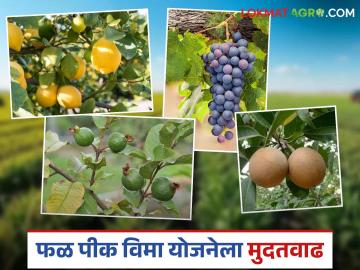 फळ पीक विम्यासाठी अर्ज करायचा राहिला, घाबरू नका, 'या' तारखेपर्यंत मुदत वाढली! - Marathi News | Latest News Pik Vima Yojana fruit crop insurance scheme has been extended to 6th july | Latest News at Lokmat.com