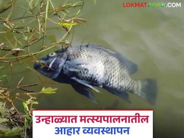 Fish Farming : उन्हाळ्यात माशांना काय खायला द्याल? कोणत्या गोष्टी टाळाल? वाचा सविस्तर  - Marathi News | Latest News Fish Farming Fish Diet Management in Summer see details | Latest News at Lokmat.com