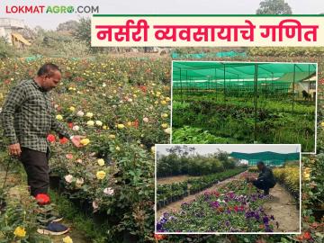 Nursery Business : शिक्षण बारावी, आता नर्सरी व्यवसायातून लाखो रुपयांची उलाढाल! वाचा सविस्तर - Marathi News | Latest News Nursery Business Profit of nine lakhs per year from nursery business, know the details | Latest News at Lokmat.com